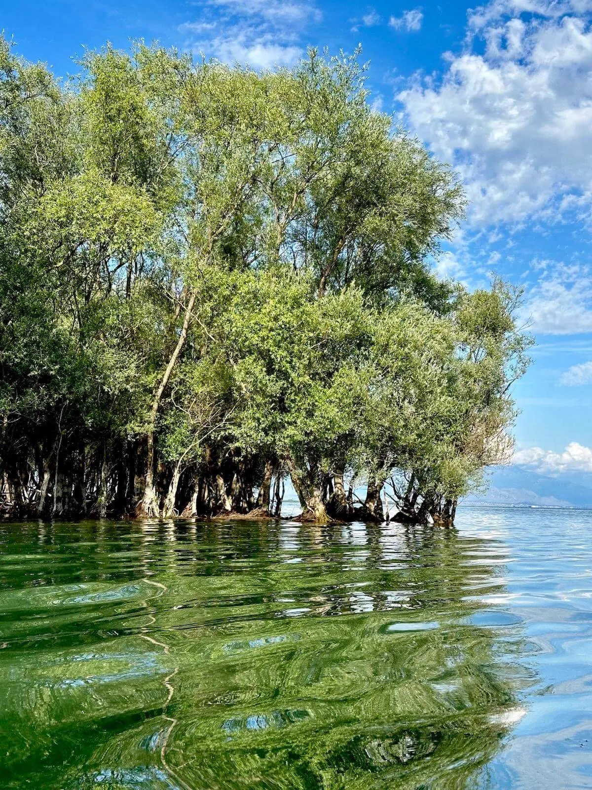 Clear water and trees at a swimming spot on Lake Skadar