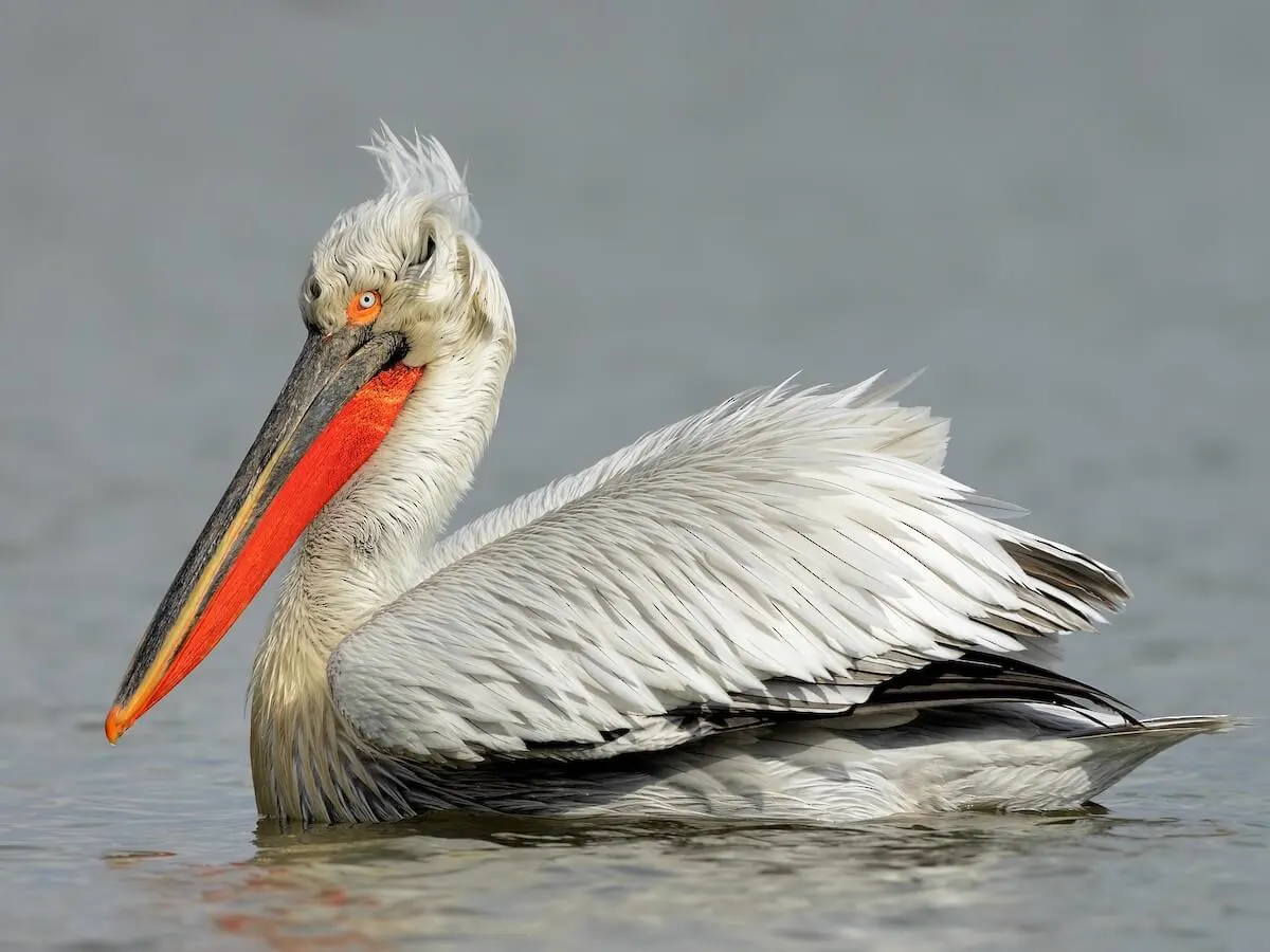 Dalmatian pelican on the water at Lake Skadar