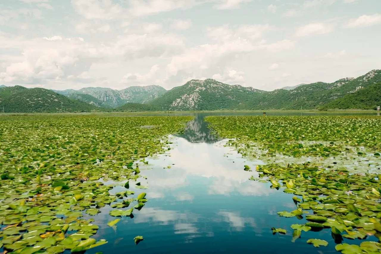 Boat crossing a waterway covered in lily pads on Lake Skadar