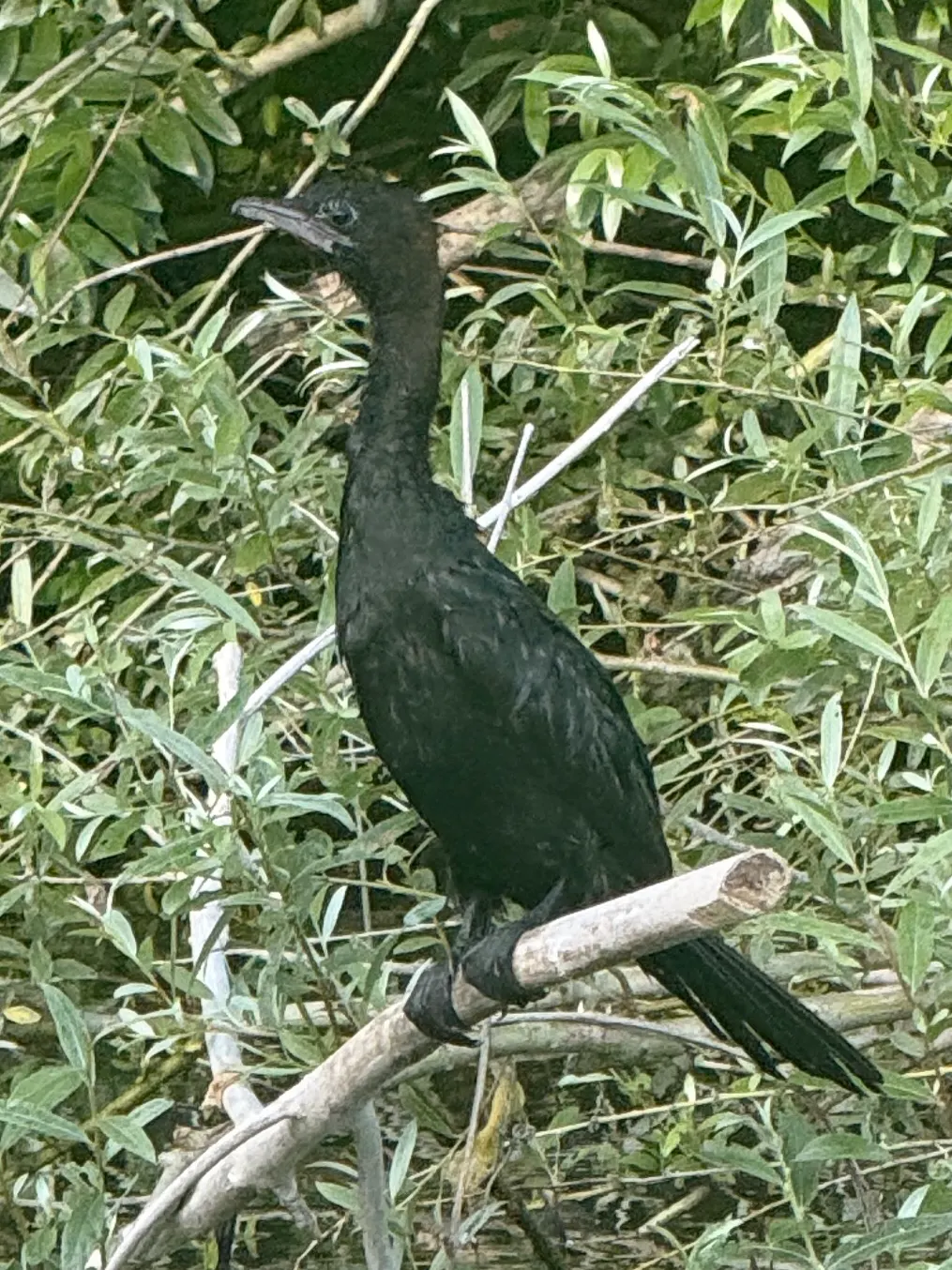 Pygmy cormorant perched above the water at Lake Skadar
