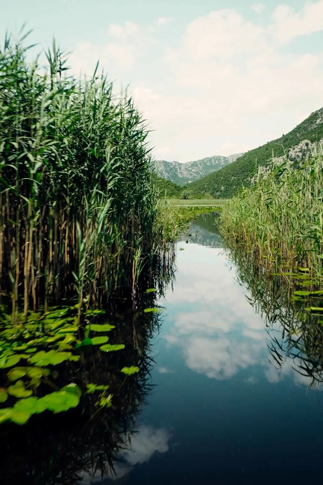 Narrow channel through tall reeds in Skadar Lake National Park
