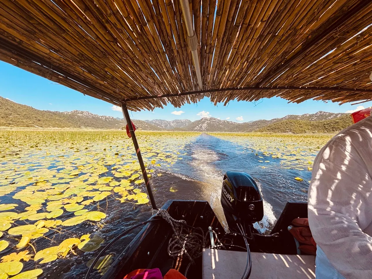 Boat passing under a canopy of reeds on Lake Skadar