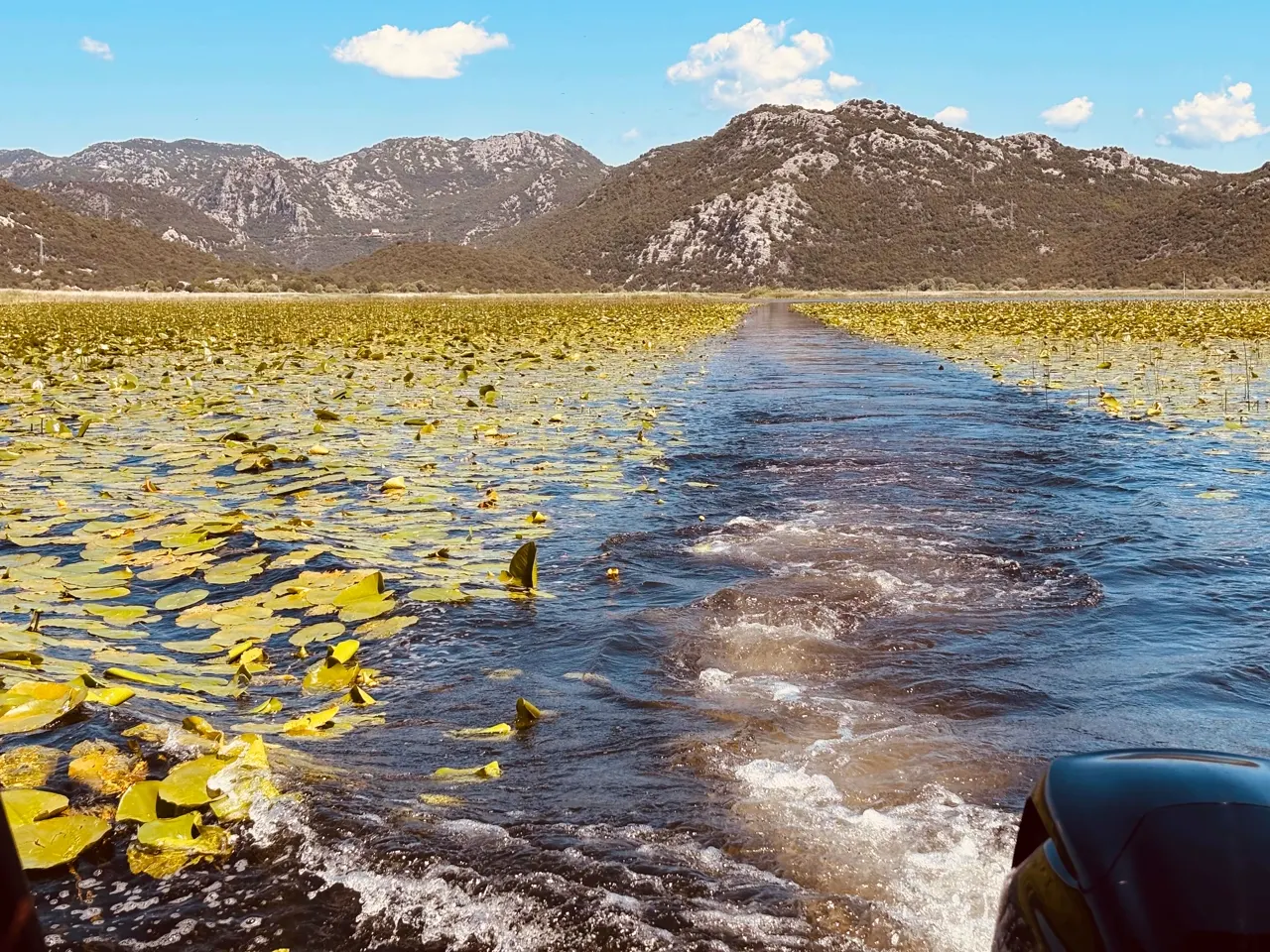 Lily channel on Lake Skadar framed by mountains