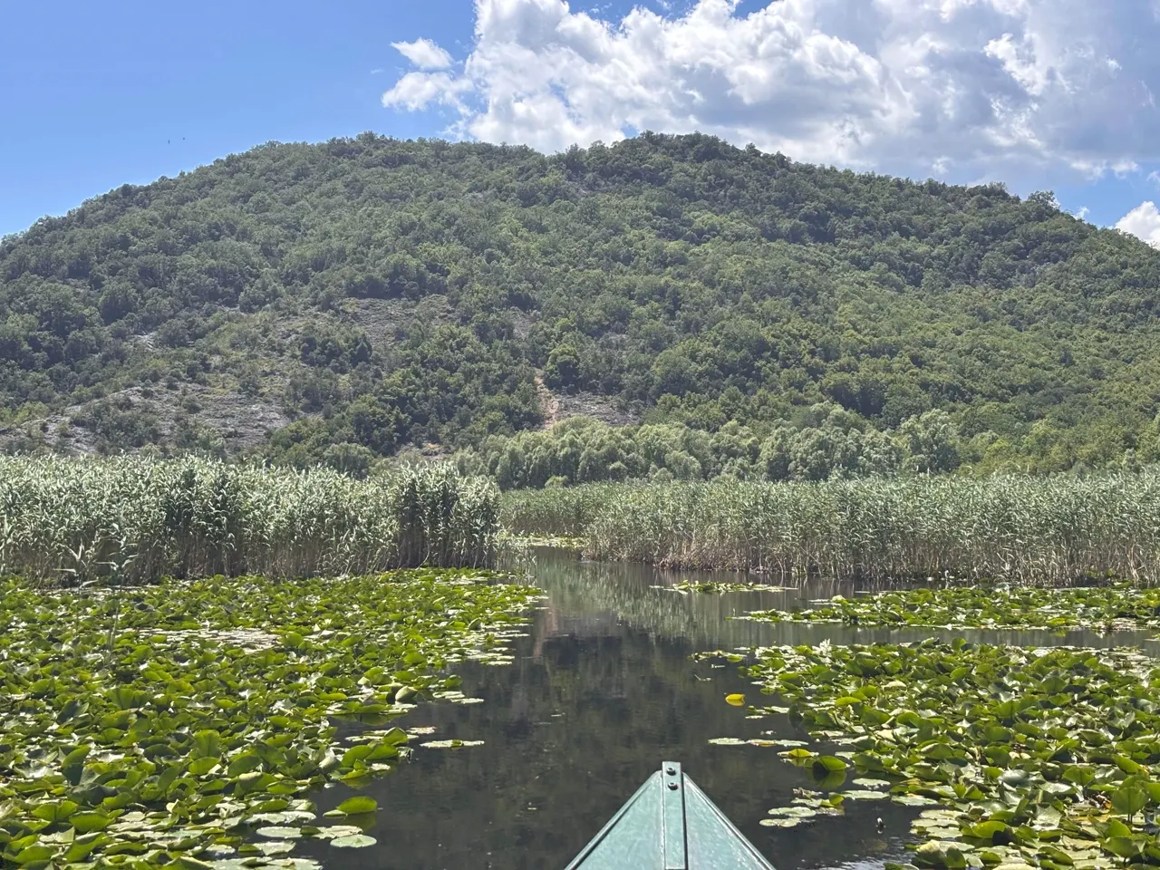 Boat bow pushing through water lilies on Lake Skadar