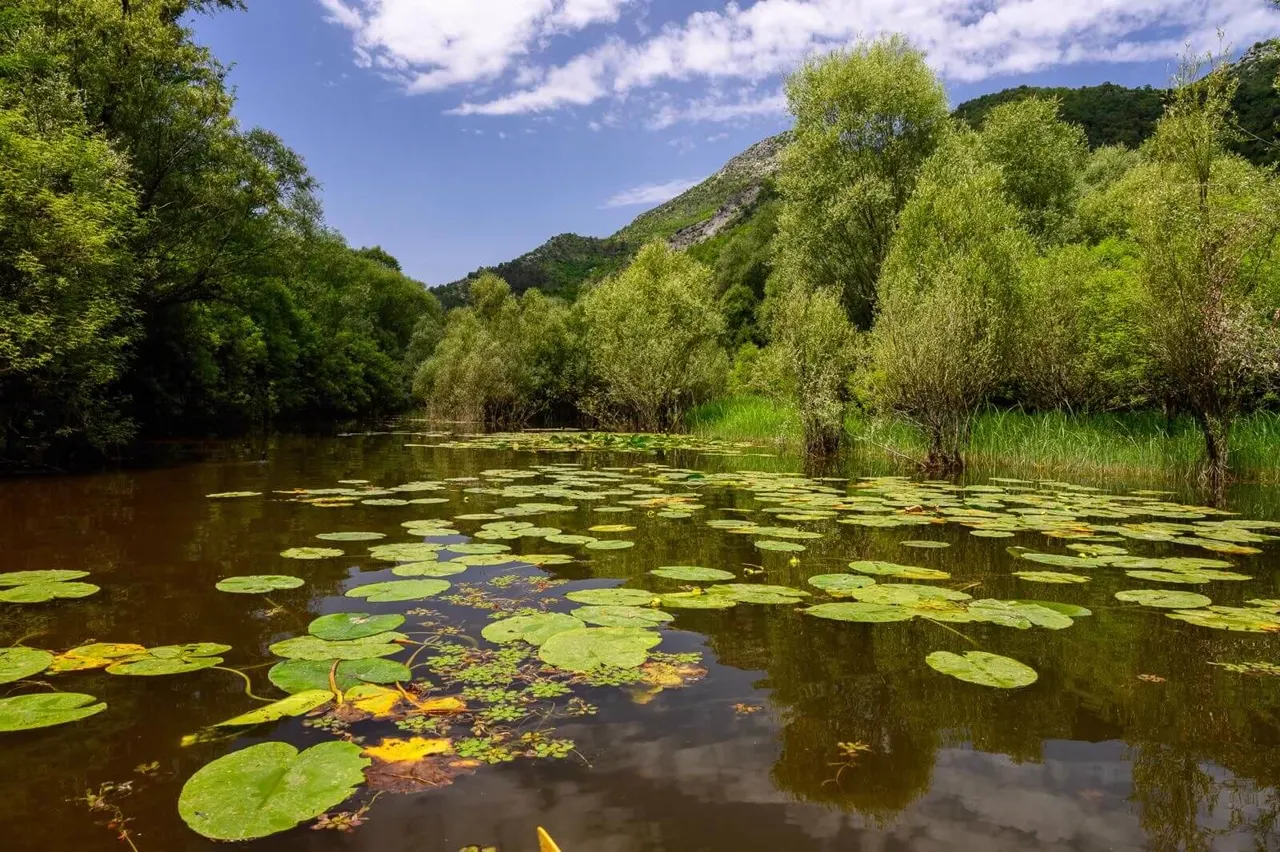 Water lilies on the surface of Lake Skadar